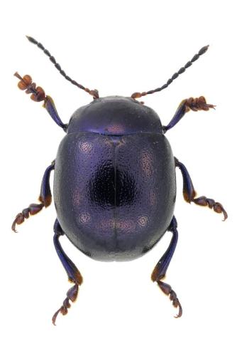 Réf. 305 995 : Chrysolina sturmi